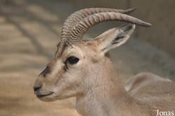 Beijing Zoological Gardens