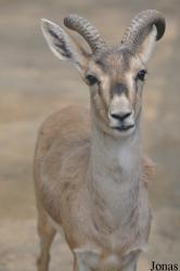 Beijing Zoological Gardens
