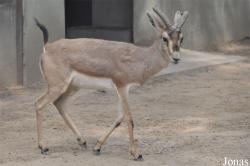 Beijing Zoological Gardens