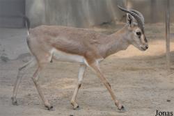 Beijing Zoological Gardens