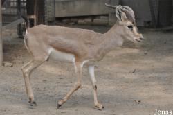 Beijing Zoological Gardens