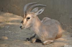 Beijing Zoological Gardens