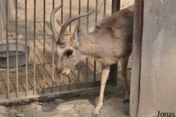 Beijing Zoological Gardens