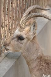 Beijing Zoological Gardens