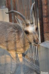 Beijing Zoological Gardens