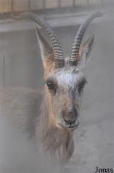 Beijing Zoological Gardens