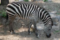 Beijing Zoological Gardens