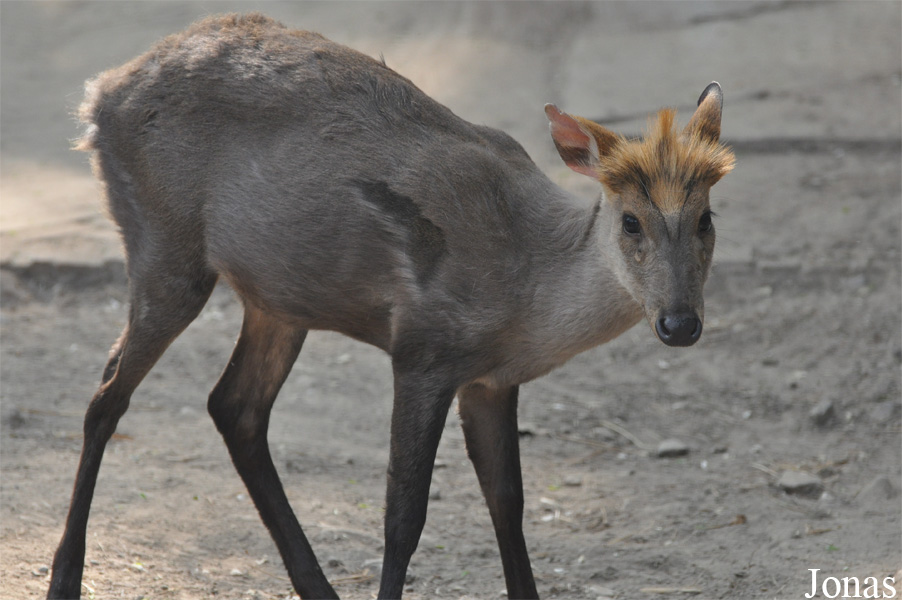 Beijing Zoological Gardens