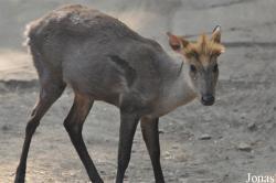 Beijing Zoological Gardens