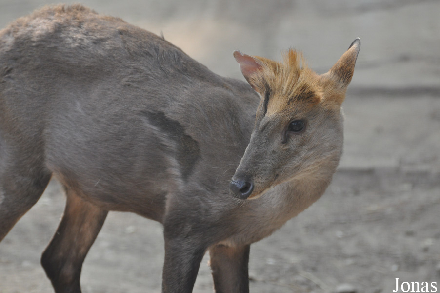 Beijing Zoological Gardens