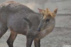 Beijing Zoological Gardens