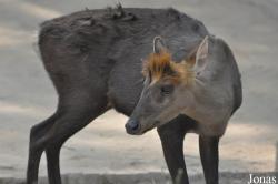 Beijing Zoological Gardens