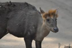 Beijing Zoological Gardens