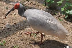 Beijing Zoological Gardens