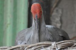 Beijing Zoological Gardens