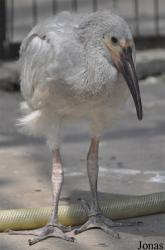 Beijing Zoological Gardens