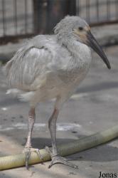 Beijing Zoological Gardens