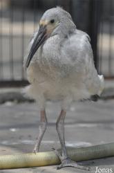 Beijing Zoological Gardens