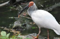 Beijing Zoological Gardens