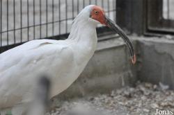 Beijing Zoological Gardens