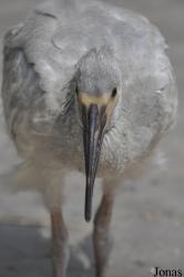 Beijing Zoological Gardens