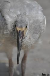 Beijing Zoological Gardens