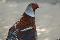 Beijing Zoological Gardens