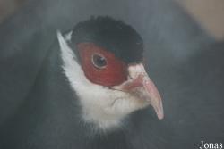 Beijing Zoological Gardens