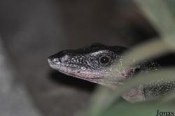 Varanus jobiensis