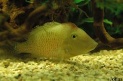 Cichlidae