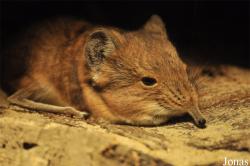 Tierpark Cottbus