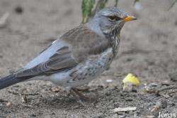 Turdus pilaris