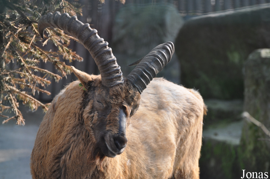 Zoo Dresden