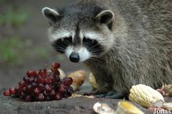 Procyon lotor