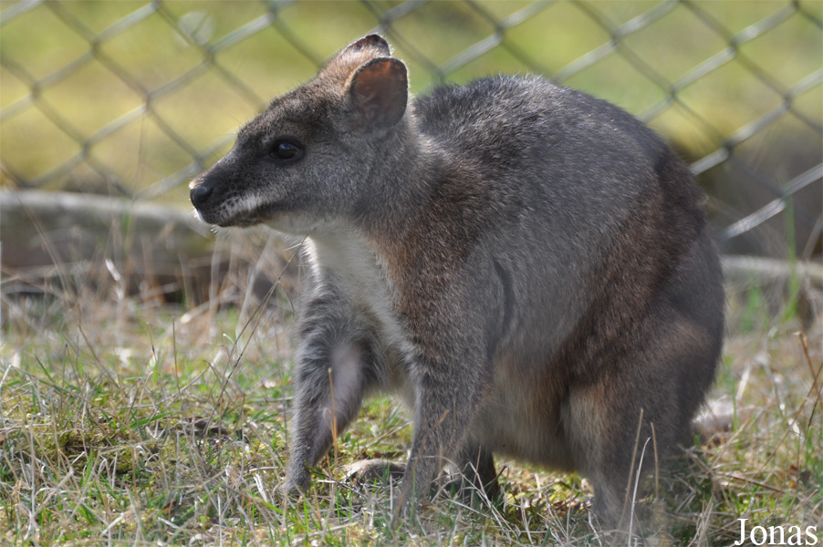 Tiergarten Aue Zoo der Minis
