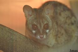 Tiergarten Aue Zoo der Minis