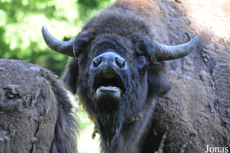 Tierpark Oberwald