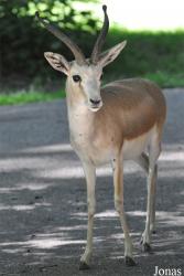 Tierpark Oberwald