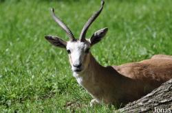 Tierpark Oberwald