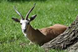 Tierpark Oberwald