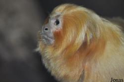 Artis