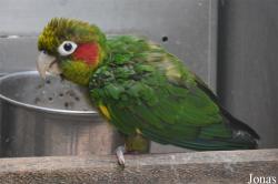 Pyrrhura hoffmanni