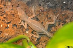 Anolis carolinensis