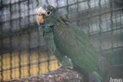 Pionus senilis