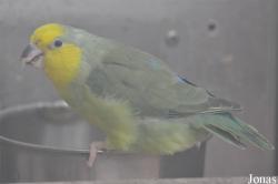 Forpus xanthops