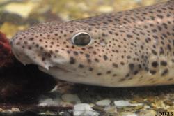 Chondrichthyes