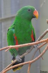 Eclectus roratus aruensis