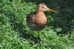 Limosa limosa