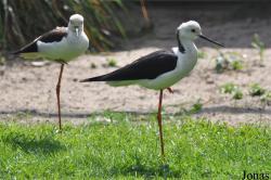 Vogelpark Ruinen