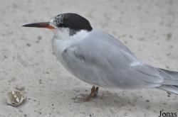 Zoo Köln